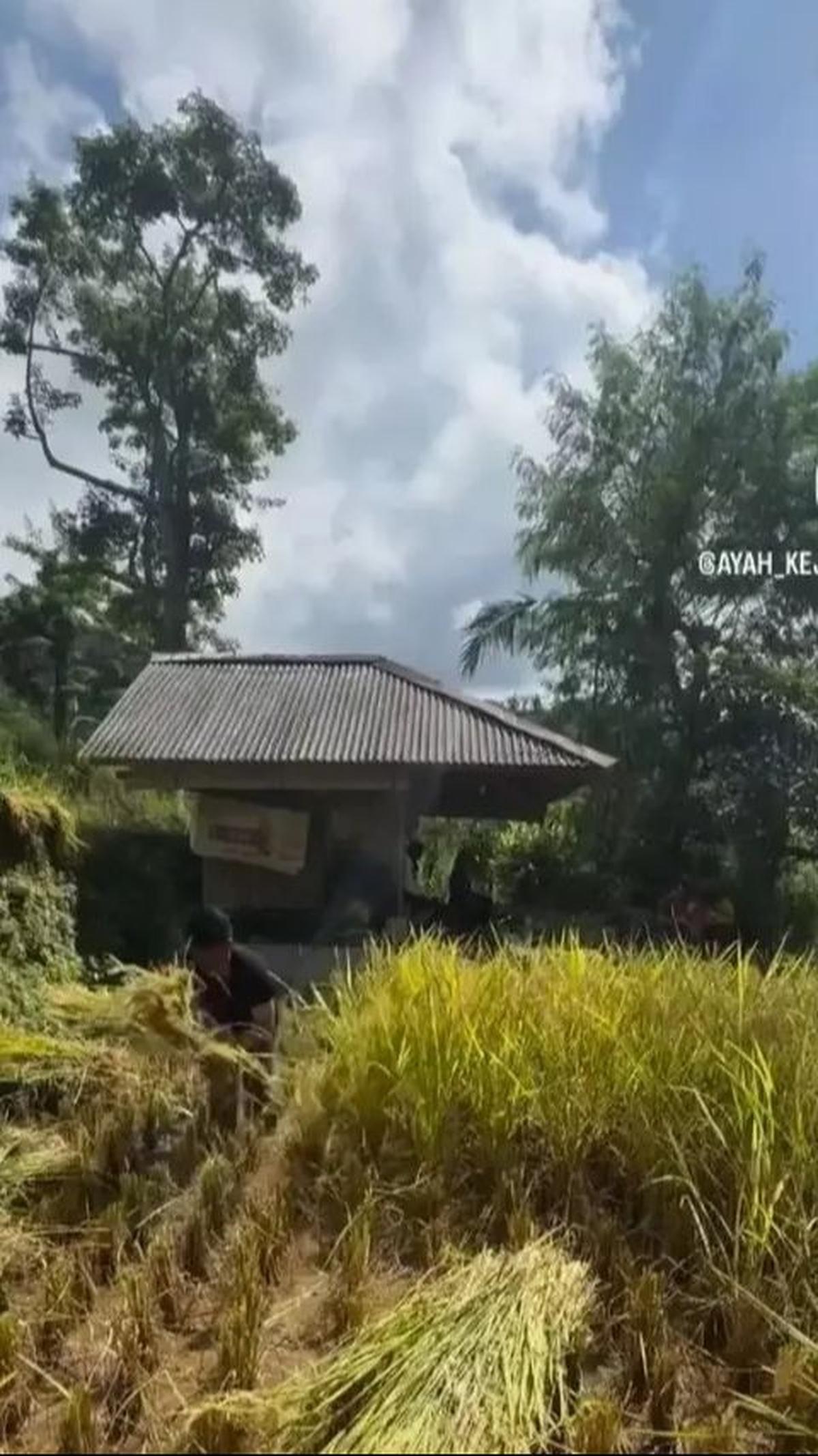 Salah satu potret kehidupan Endang yang menarik perhatian adalah ketika ia terlihat terjun langsung ke sawah, merawat tanaman padi yang telah ia tanam sendiri.&nbsp;<br>
