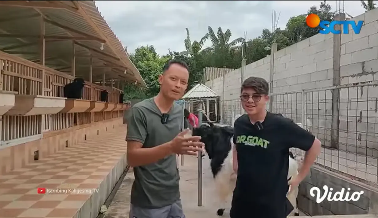 Baim mengaku memiliki banyak kambing kontes di peternakannya. Kambig kontes yang sekaligus menjadi hobinya juga memiliki harga fantastis. Bahkan, ada yang mencapai 1 miliar.[Youtube/SCTV]