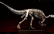 Penemuan Langka! Fosil Dinosaurus Terselip di Area Parkir