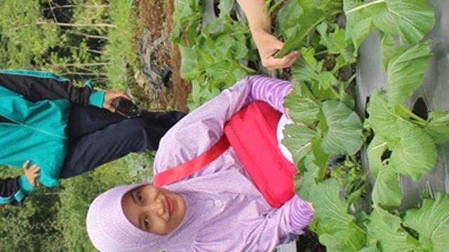 Petik sayur menjadi wisata yang cukup diminati di Desa Wisata Serang. (Foto: Liputan6.com/Dinkominfo Purbalingga/Muhamad Ridlo)