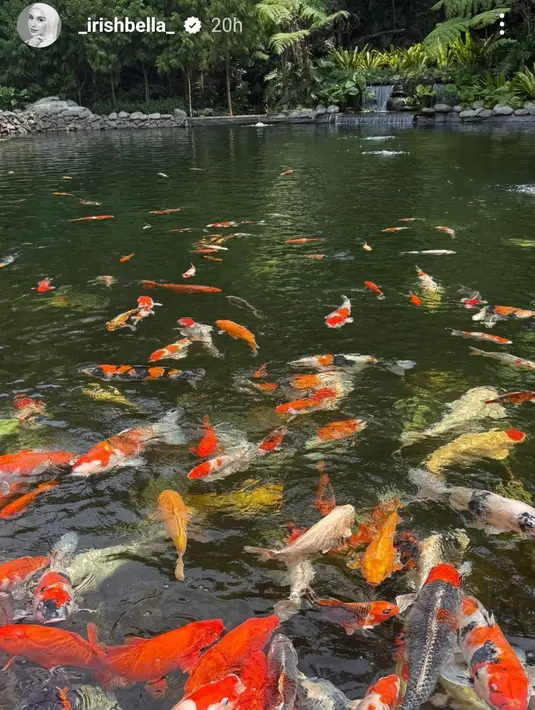 Irish Bella menunjukkan kolam ikan koi yang dipenuhi dengan berbagai warna cerah, seperti merah, oranye, dan putih. Kolam tersebut dikelilingi oleh pepohonan rindang, memberikan suasana yang tenang dan alami. Pemandangan ini menggambarkan momen relaksasi yang menjadi bagian dari liburan Irish Bella dan Haldy Sabri. (Liputan6.com/IG/@_irishbella_)