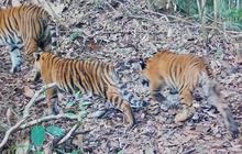 Dua Anak Harimau Sumatra yang Terekam 2025 Tumbuh Sehat di Kerinci