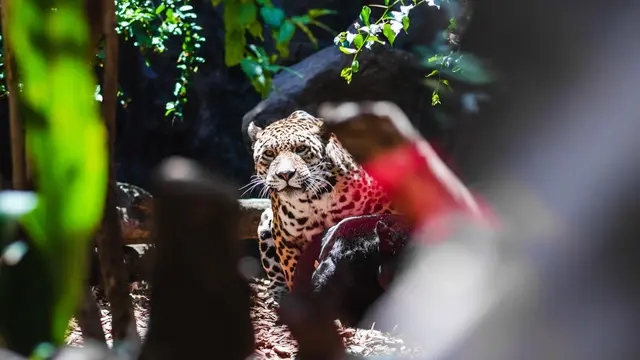 Ilustrasi satwa liar/freepik.com/wirestock