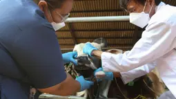 Petugas dinas KPKP memeriksa kondisi kesehatan mulut sapi di Rumah Pemotongan Hewan (RPH) PD Dharma Jaya, Cakung, Jakarta, Jumat (8/7/2022). Pihak pengelola RPH mencatat sekitar 135 sapi kurban akan dipotong di tempat tersebut pada Idul Adha 2022 yang akan dilaksanakan selama tiga hari. (Liputan6.com/Herman Zakharia)