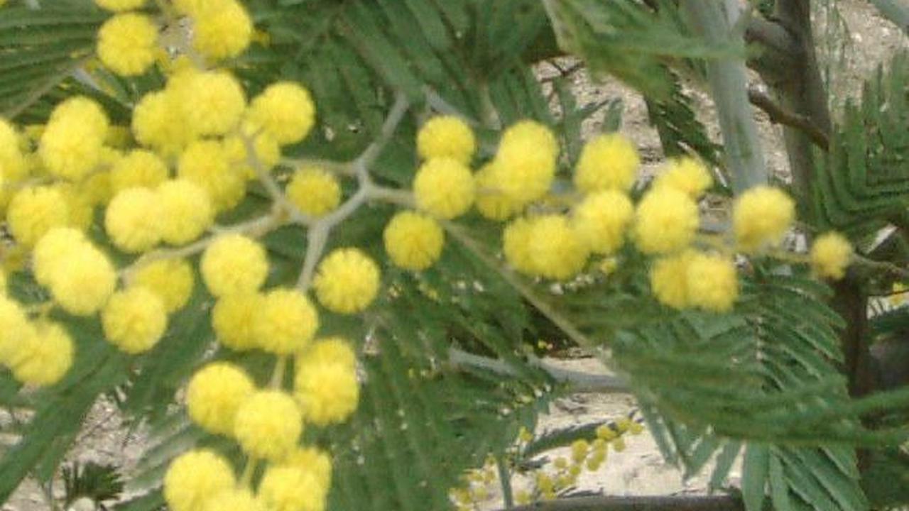 Akasia
