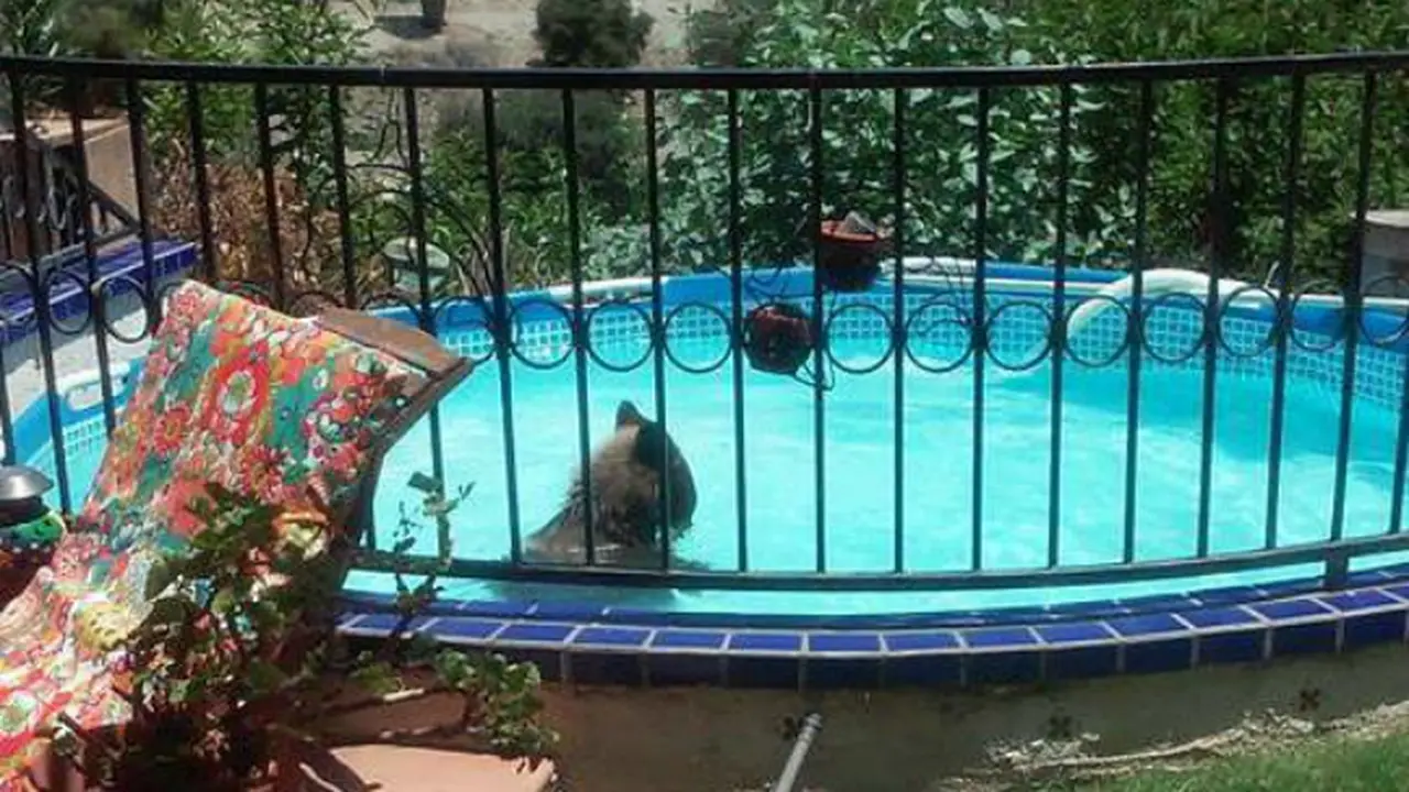 Kepanasan, Beruang Masuk Kolam Renang Warga