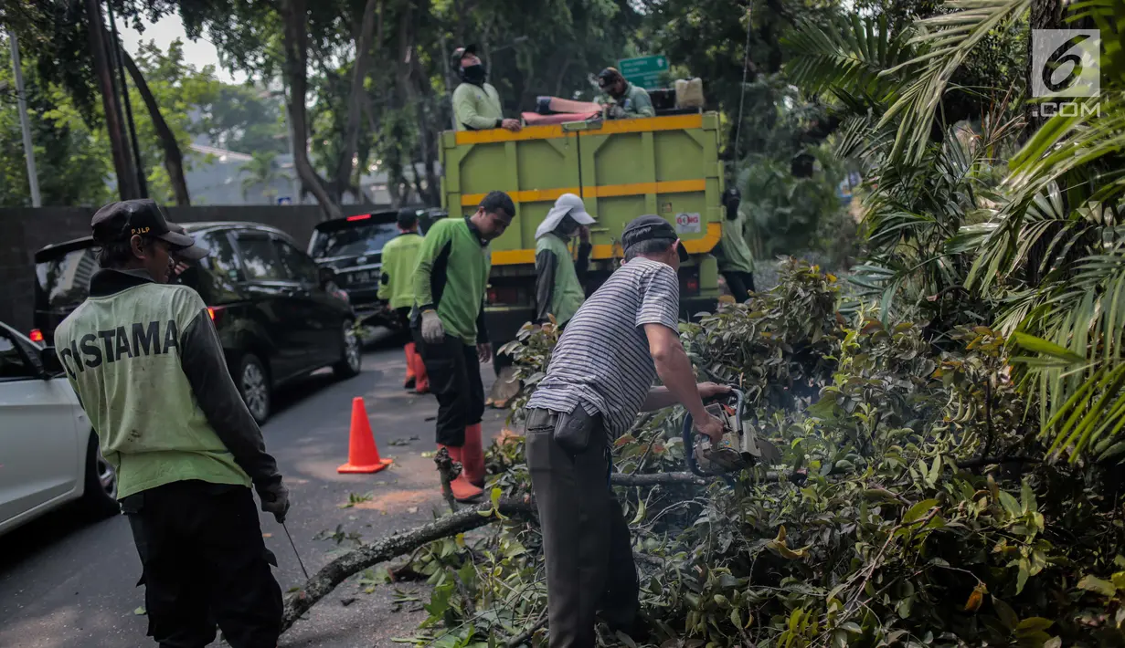 Petugas pertamanan DKI Jakarta membersihkan pohon usai dipangkas di Jalan Sutan Syahrir, Jakarta, Kamis (15/8/2019). Pemangkasan pohon tersebut dilakukan untuk menghidari pohon tumbang yang diakibatkan oleh angin dan hujan lebat saat musim penghujan tiba. (Liputan6.com/Faizal Fanani)