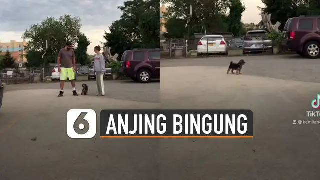 Ada-ada saja yang dilakukan pemilik anjing peliharaan ini ketika mengerjai anjingnya.