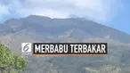 Api masih berkobar di kawasan hutan gunung Merbabu. Upaya pemadaman api terus dilakukan namun petugas terkendala medan yang sulit di lokasi kebakaran.