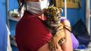 Seorang dokter hewan memegang anak harimau bengal yang baru lahir di Pusat Penyelamatan dan Rehabilitasi Satwa Liar "BioZoo" di negara bagian Veracruz, Meksiko, 5 April 2020. Bayi harimau yang lahir pada 14 Maret 2020 lalu ini dinamai 'Covid' di tengah pandemi wabah virus corona. (VICTORIA RAZO/AFP)