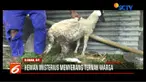 Kambing yang telah siap jual kerap ditemukan tewas dalam kondisi yang mengenaskan. Hewan yang masih hidup juga menderita luka-luka.