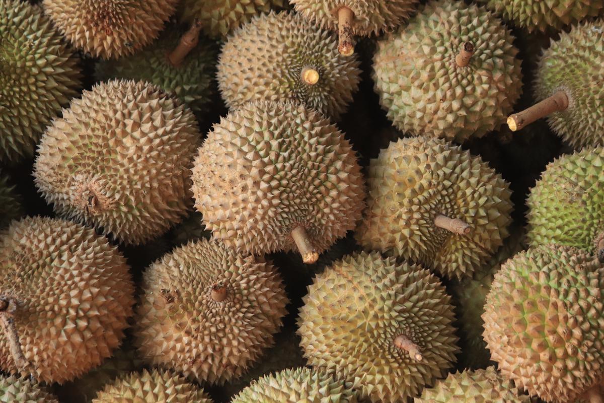 Durian - Vania