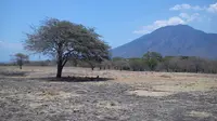 Padang Savana Bekol dmenga latar belakang gunung Baluran