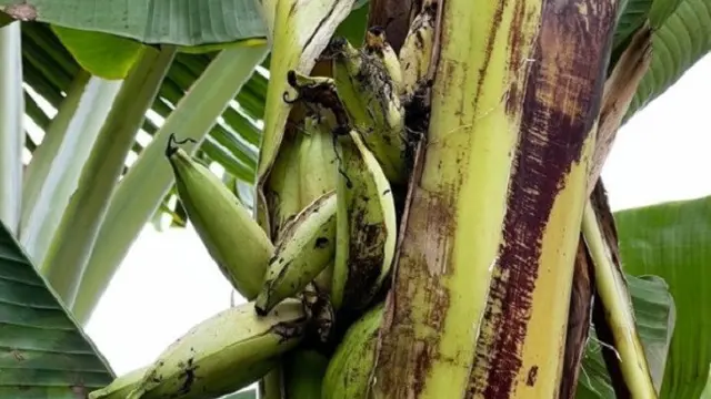Pisang Unik