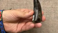Terungkap, Suhu Tubuh T-Rex Ternyata Mirip Manusia