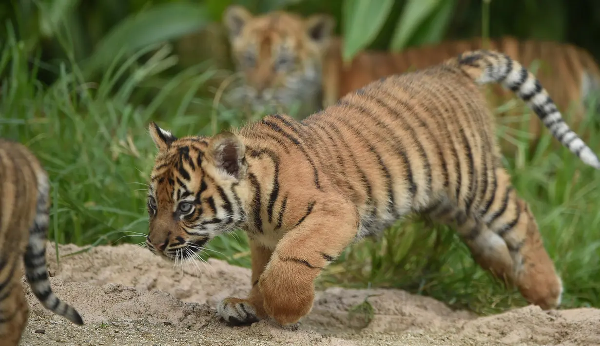 Tiga anak harimau sumatera dilepas ke kandang terbuka pertama kalinya di Kebun Binatang Toranga, Sydney, Jumat (29/3/2019). Kelahiran anak harimau Sumatera di Kebun Binatang Sydney merupakan kejadian luar biasa, karena satwa langka asli Sumatera ini diperkirakan tinggal 350 ekor. (PETER PARKS / AFP)
