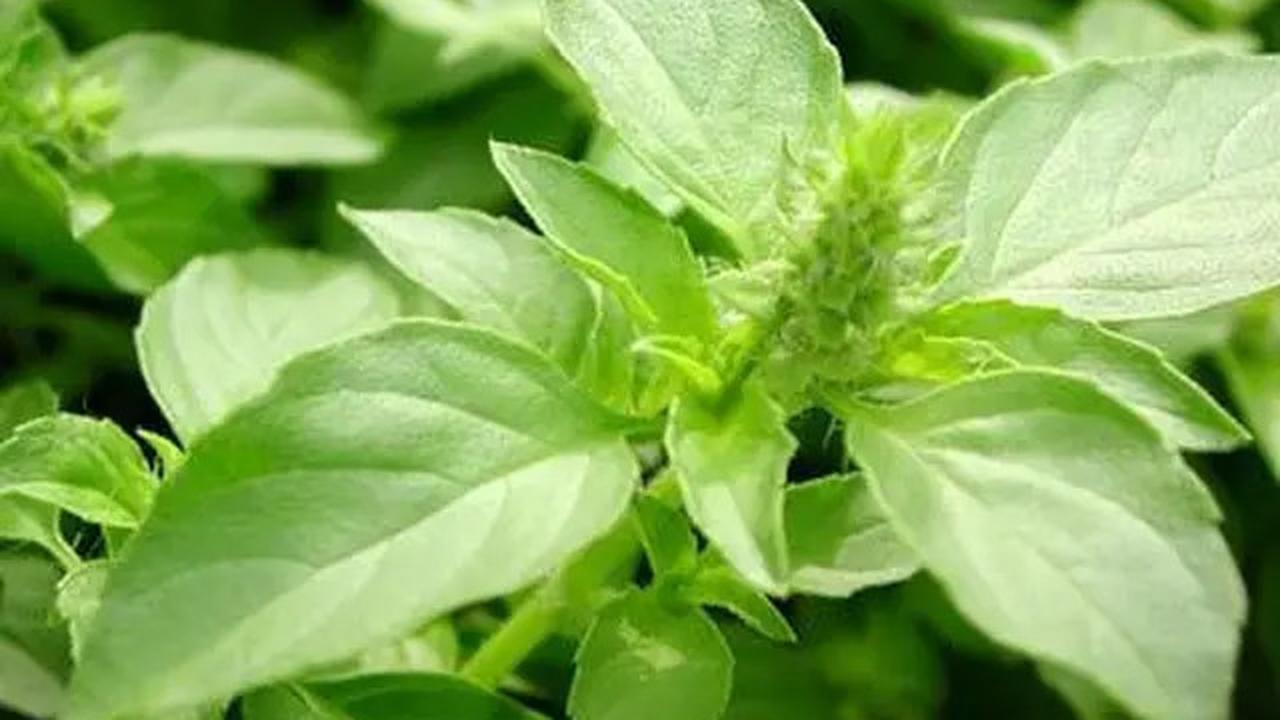 Resep dan Khasiat Serai dan Kemangi, Minuman Herbal Penurun Kolesterol