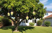 7 Pohon Buah yang Daunnya Tidak Mudah Gugur, Ada Mangga hingga Manggis