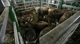 Sejumlah sapi yang diangkut dengan kapal khusus ternak Camara Nusantara I baru saja tiba di Pelabuhan Tanjung Priok, Jakarta, Selasa (9/2). Jenis ternak yang diangkut adalah sapi Bali 300 ekor dan 200 ekor sapi Sumba Ongole. (Liputan6.com/Faizal Fanani)