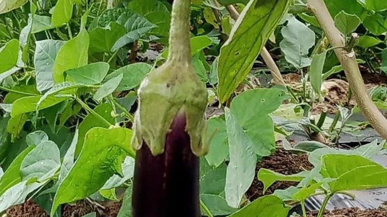 Kini, Bu Yoyoh tengah menikmati hasil jerih payahnya. Sejumlah sayuran yang ditanamnya telah panen. Salah satunya adalah terong ungu.