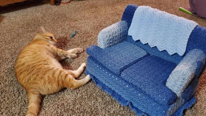 10 Potret Tingkah Laku Kucing yang Membuat Manusia Heran. Sumber: Reddit