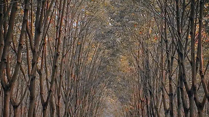 [Bintang] Jawa Barat