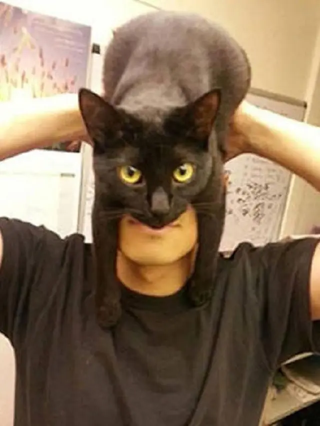 6 Tingkah Kucing di Atas Kepala Ini Bikin Elus Dada, Latih Kesabaran