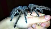 Seekor laba-laba jenis Tarantula kedapatan sedang mencoba menggigit tangan pemiliknya. 