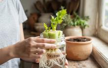 10 Tips Menanam Seledri dari Sisa Dapur Agar Tumbuh Kembali, Praktis Berkebun Sayur Tanpa Beli Bibit