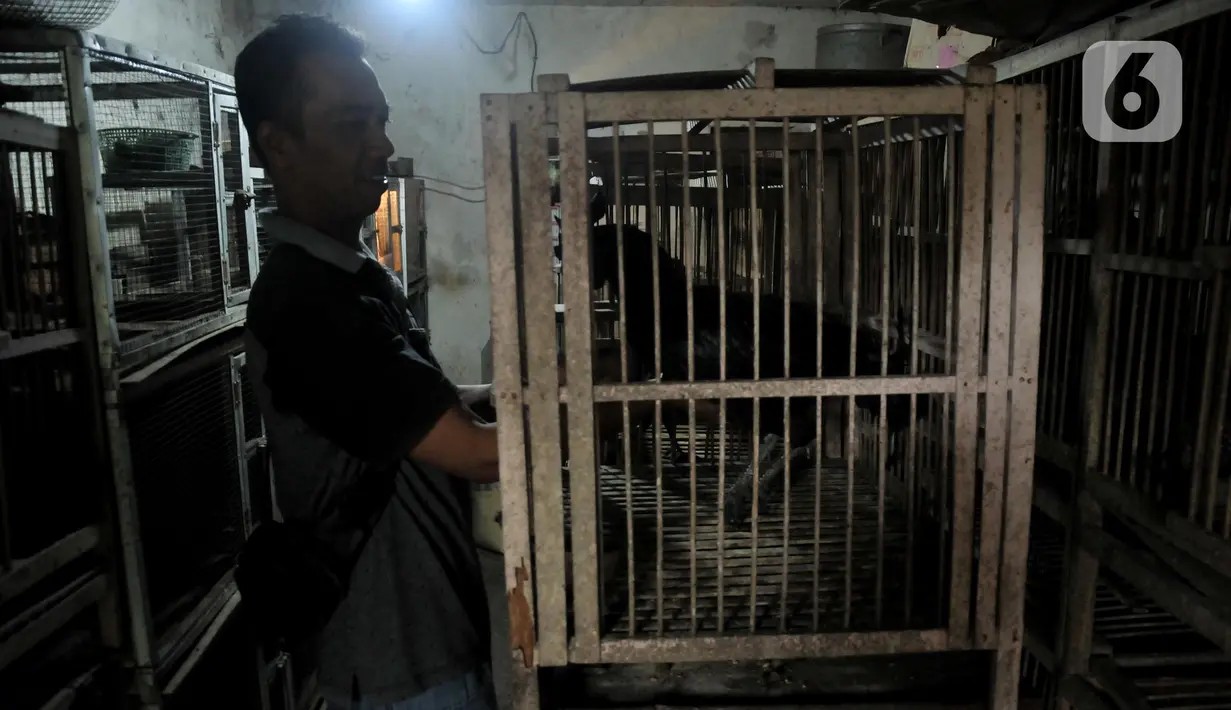 Safak (46) saat memberi pakan ayam Cemani di peternakan rumahan kawasan Kedu, Kabupaten Temanggung, Jawa Tengah (27/2/2023). Menurut Safak, saat ini terdapat 48 peternak tergabung dalam paguyuban Cemani Makukuhan Mandiri sebagai bentuk kebersamaan dalam melestarikan ayam Cemani di Temanggung. (merdeka.com/Iqbal S Nugroho)