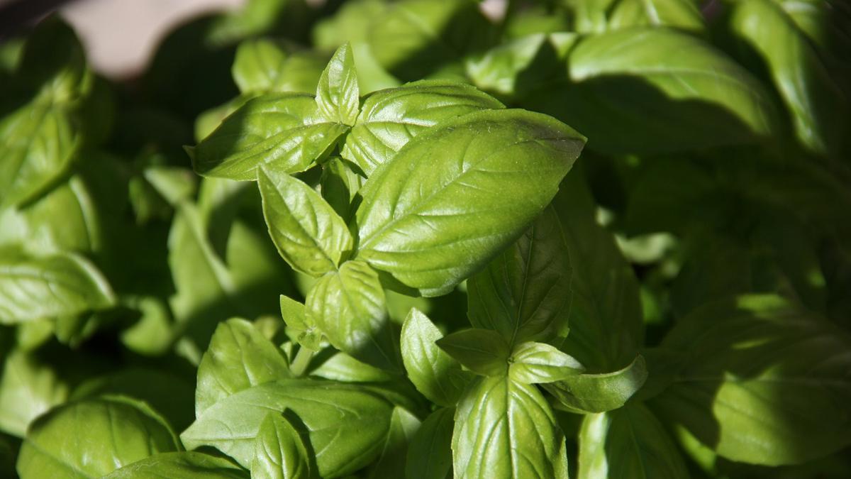Tanaman Basil