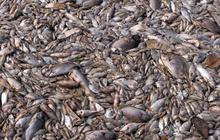 Tak cuma di Ancol, Ahok sebut ikan di kali Epicentrum juga mati