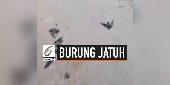 VIDEO: Akibat Kabut Asap, Beberapa Burung Jatuh dari Langit