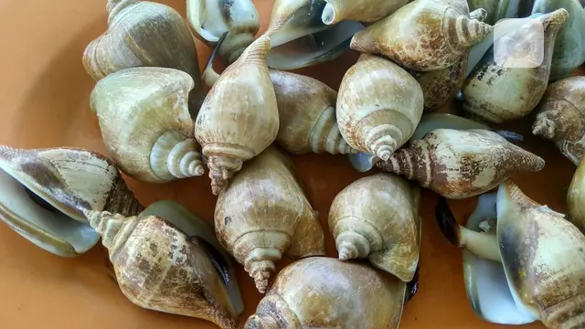tanjungpinang