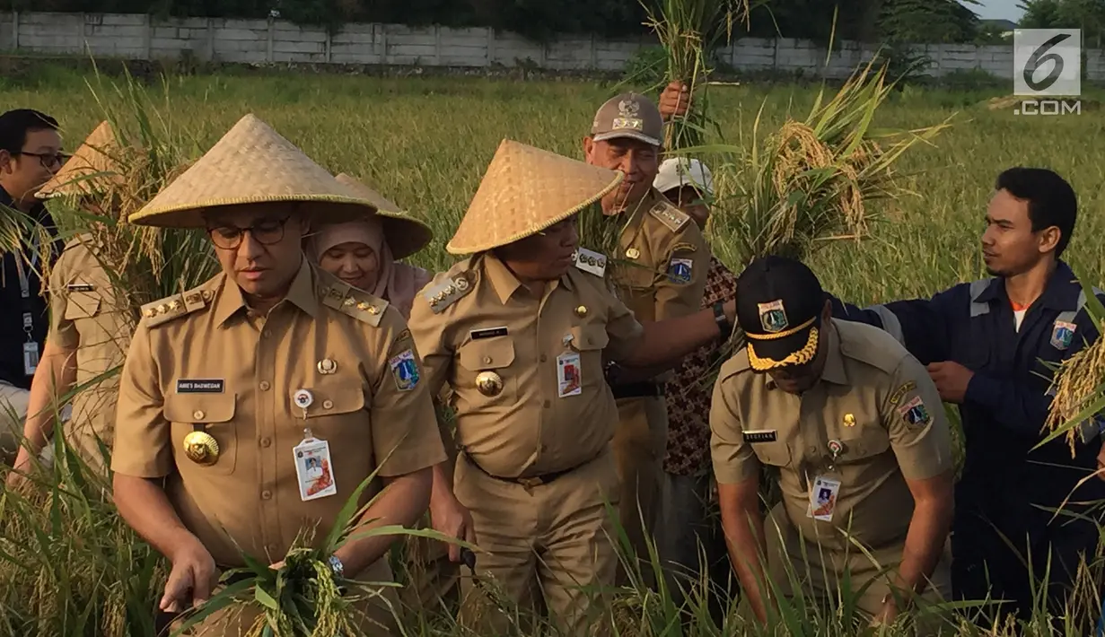 Gubernur DKI Jakarta, Anies Baswedan memotong batang padi dengan sabit saat memanen di kawasan Cakung, Jakarta, Selasa (23/1).  Anies turun ke sawah tetap mengenakan pakaian dinas Pemprov DKI berwarna coklat dan sepatu bot. (Liputan6.com/Devira Prastiwi)