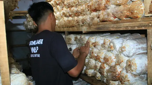 Warga Binaan Lembaga Pemasyarakatan Banyuwangi lakukan budidaya Jamur Tiram (Istimewa)