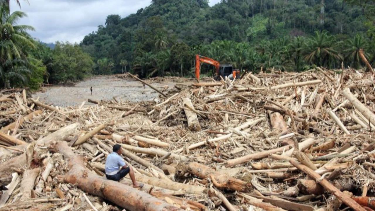 Habis Banjir Bandang Terbitlah Kayu Gelondongan