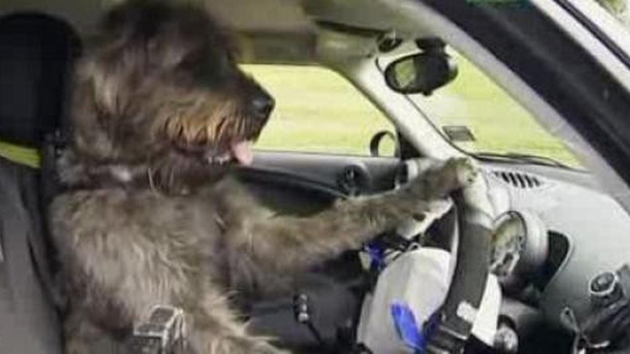 Selandia Baru latih anjing untuk kemudikan mobil
