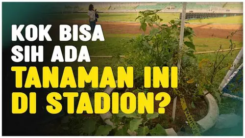 VIDEO: Asal Usul Tanaman Cabai dan Terong di Stadion Gelora Bangkalan, Tempat Persib Juara BRI Liga 1