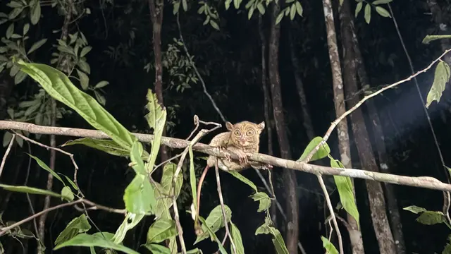 Bluemind Experience, Eksplorasi Indah Alam Tanjung Kelayang Reserve dengan Snorkeling hingga Menengok Tarsius