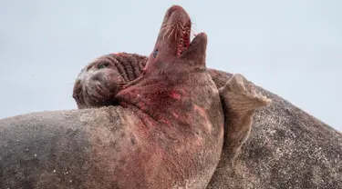 Dua anjing laut abu-abu jantan berlumuran darah saat bertarung di utara Pulau Helgoland, Jerman, (14/12). Anjing Laut ini mengadu kejantanannya demi memperebutkan sang betina yang baru saja melahirkan. (AFP Photo/John MacDougall)