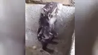 Tikus mandi di peru (Capture/Adiwirya Hadisaputra)