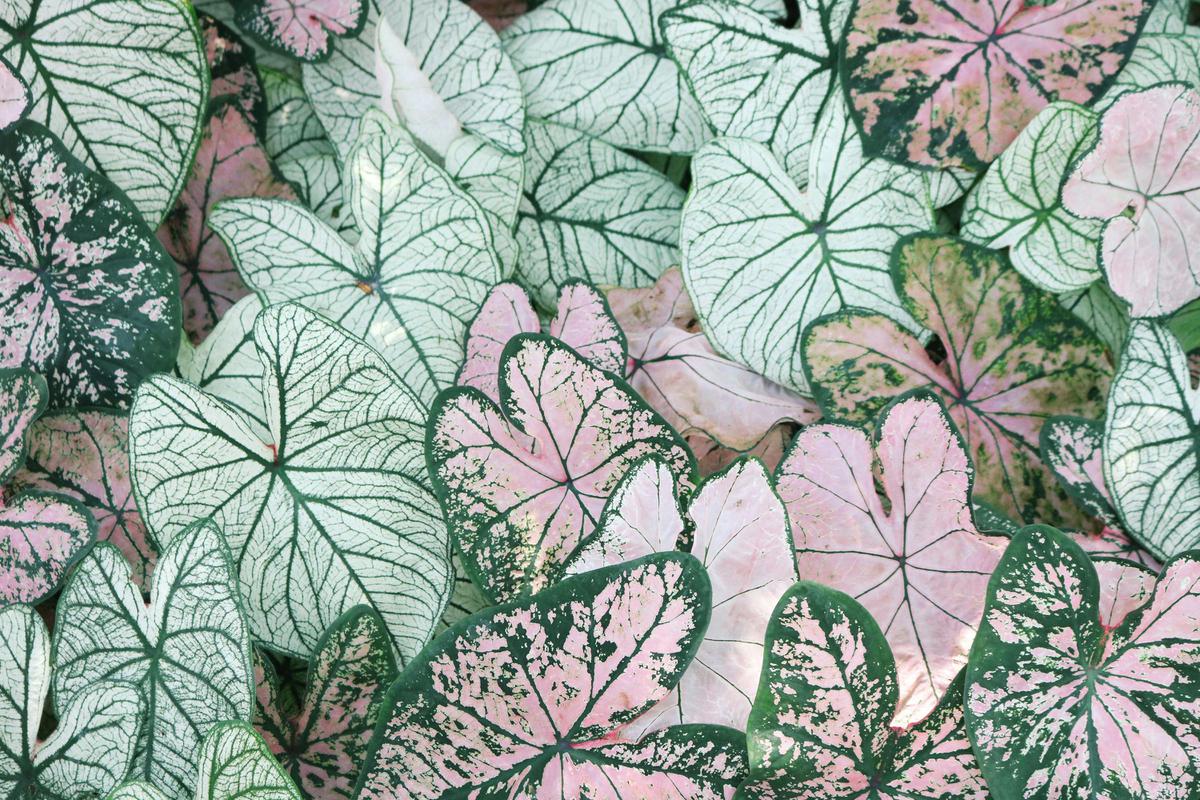 Keladi (Caladium)
