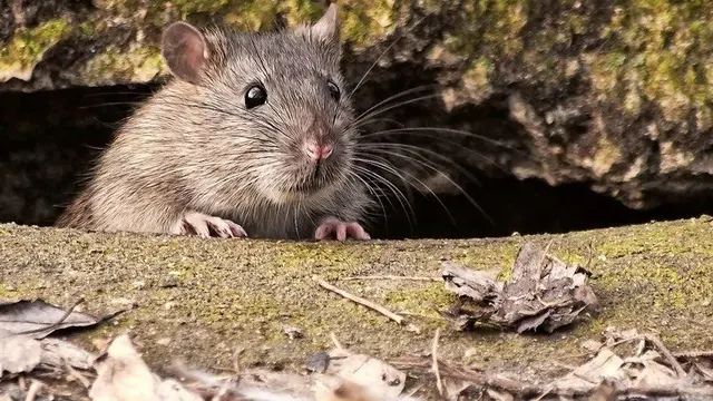 Tikus Bukan Sekadar Hama Biasa