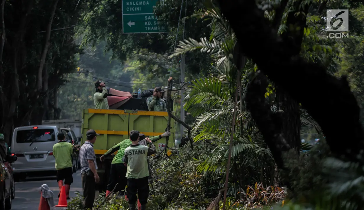 Petugas pertamanan DKI Jakarta membersihkan pohon usai dipangkas di Jalan Sutan Syahrir, Jakarta, Kamis (15/8/2019). Pemangkasan pohon tersebut dilakukan untuk menghidari pohon tumbang yang diakibatkan oleh angin dan hujan lebat saat musim penghujan tiba. (Liputan6.com/Faizal Fanani)