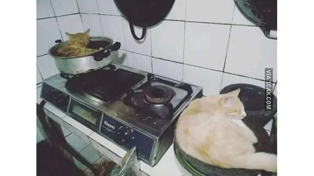 6 Kelakuan Kucing saat di Dapur Ini Bikin Geleng Kepala