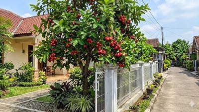 10 Jenis Buah yang Bisa Ditanam di Halaman Rumah dan Cepat Panen, Teras Teduh Hasil Melimpah