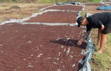 Petani Lebak Bersukacita, Harga Cengkeh Stabil Rp100 Ribu/Kg Bawa Untung Puluhan Juta!