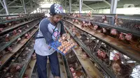 Peternak ayam petelur Madsai (41) mengambil telur yang siap dikirim ke pasar di Desa Pengasinan, Gunung Sindur, Kabupaten Bogor, Jawa Barat, Selasa (6/10/2020). Harga telur eceran sempat mencapai Rp 24 ribu per kilogram, sekarang turun Rp 18,500 per kilogram. (merdeka.com/Dwi Narwoko)