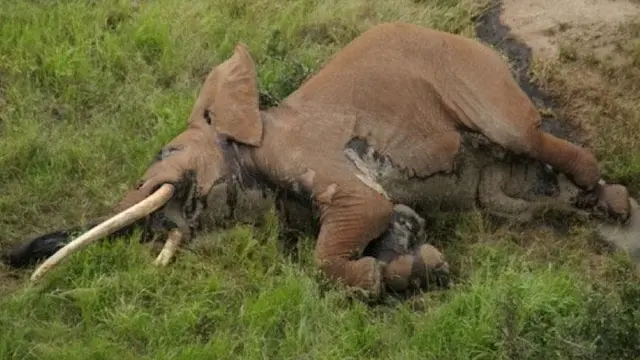 [Bintang] gajah